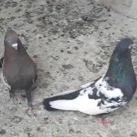 کفتر|پرنده|مشهد, گاز|دیوار
