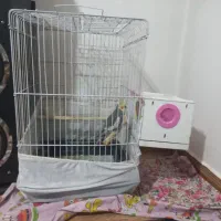 عروس هلندی سالم جفت