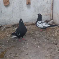 سینه ای
