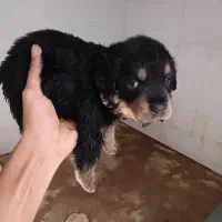 توله روتوایلر