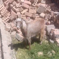 تروشت نر