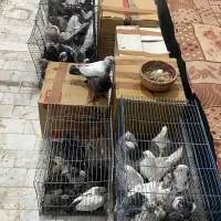 کبوتر تعداد خوش خال پرنده سرای پرطاووس قم