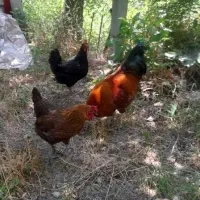 مرغ و خروس محلی و سالم و بسیار سرحال