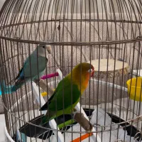 جفت طوطی برزیلی ابی و سبز