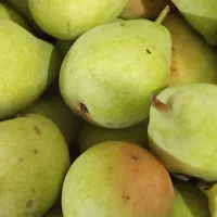 گلابی