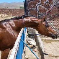 سیلمی نریون وارداتی