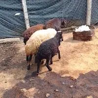 فروش دو عدد گوسفند