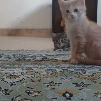 گربه اسکاتیش گارفیلدی