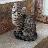 واگذاری گربه