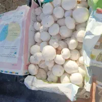 قارچ سوپر درجه یک اصفهان