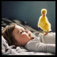 گل زامفولیا