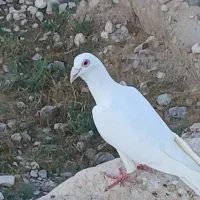 کفتر پرشی و فنچ