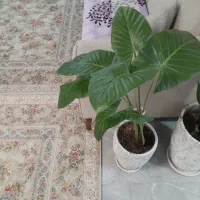 گل باباآدم و سانسوریا