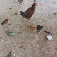 یک عدد مرغ لاری وهشت عدد جوجه محلی سه ماهه
