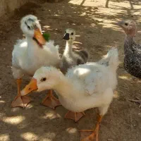 جوجه قو غاز