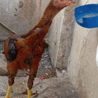 جوجه لاری