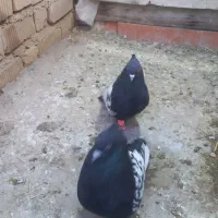 پرنده