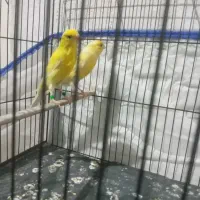 نر و ماده مست مست و قرص بخون(شهریار)قناری