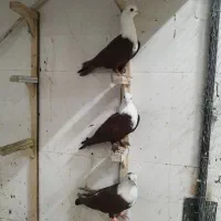 کفتر کلاغ سرخ زرد|پرنده|مشهد, كنويست|دیوار