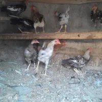 مرغ و خروسک
