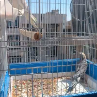 پرنده|پرنده|قرچک, شهرک الحدید|دیوار