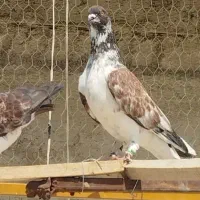 کفتر قاره خرمایی پرشی