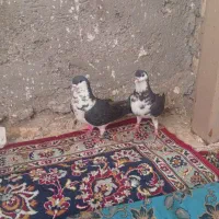 دو عدد کبوتر