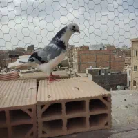 کفتر پشی جنازه بشرط