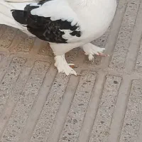 کفتر