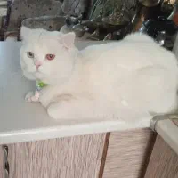 گربه بریتیش نر