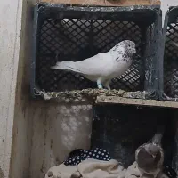 کبوتر