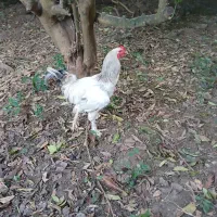 خروس برهما جوان