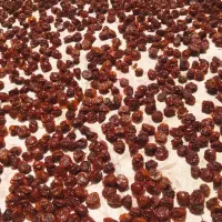 آلوچه خشک تازه