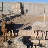 گوسفند مولد
