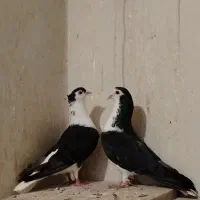 دمگیردوبحر و خرقه