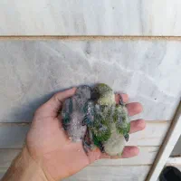 سرلاک حجم دهنده و افزایش سرعت رشد طوطی
