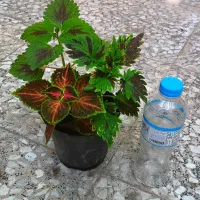 زیبا و طبیعی