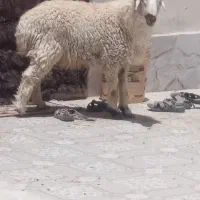 برهنر