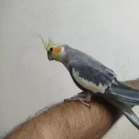 عروس هلندی نر