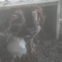 جوجه لاری