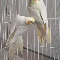 عروس هلندی
