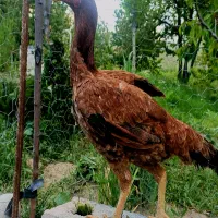 مرغ خروس لاری