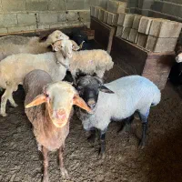 فروش گوسفندنر و ماده