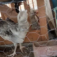 خروس سه ماه ونیمه