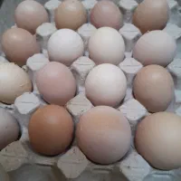 تخم نطفه دار