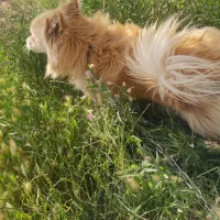 سگ پامر