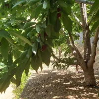 باغ|فروش دفتر صنعتی، کشاورزی، تجاری|سنندج, |دیوار