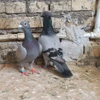 چهی‌کاکلی