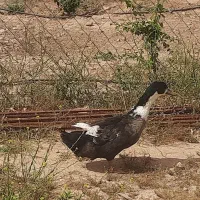 اردک نر