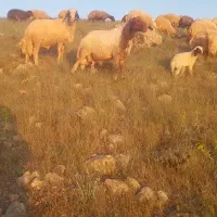 دو راس قوچ بایه عدد ساورین